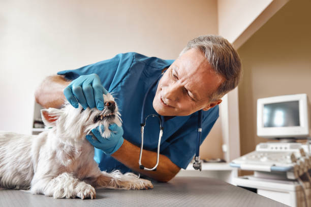 Best Emergency Dental Care for Broken or Chipped Teeth in Pinehurst, MA